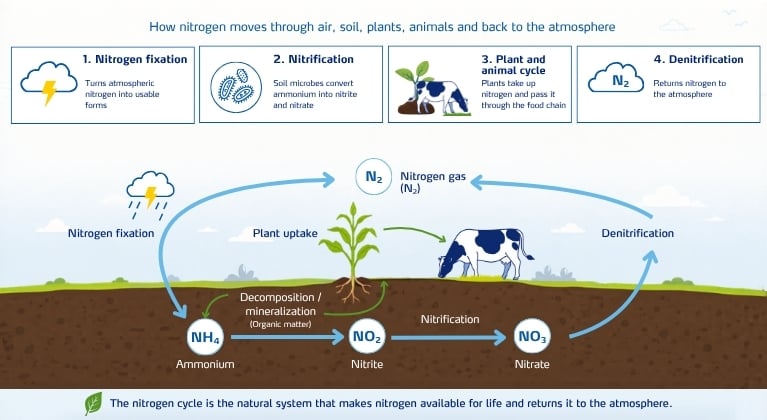 Nitrogen Cycle