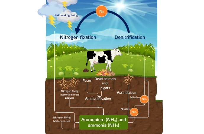 Nitrogen Cycle